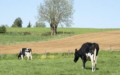 Quelle est la constitution de l’alimentation d’une vache laitière ?