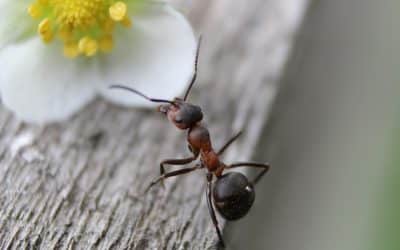 5 raisons d’élever des fourmis à la maison