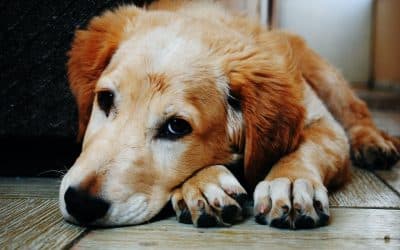 Soigner la gale du chien avec un traitement naturel efficace : découvrez le Labodem Piel